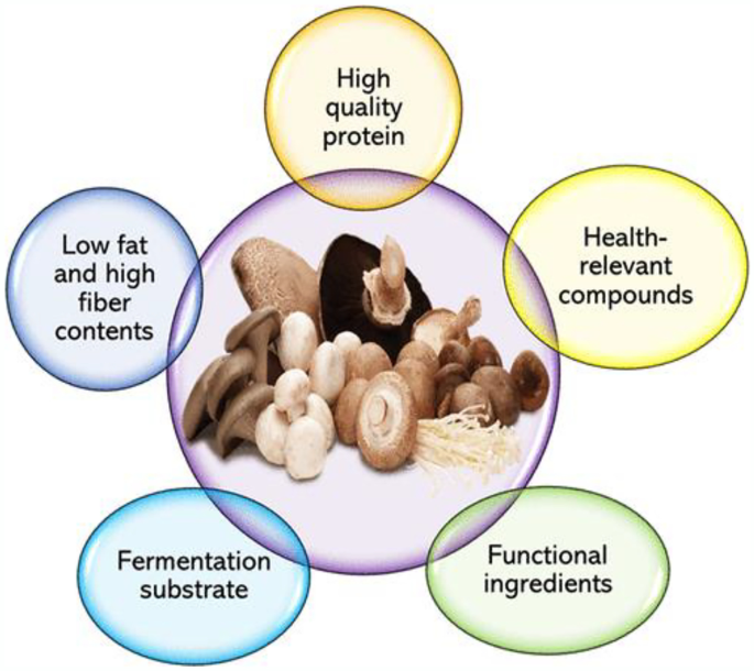 Top Mushroom Supplements for Optimal Health