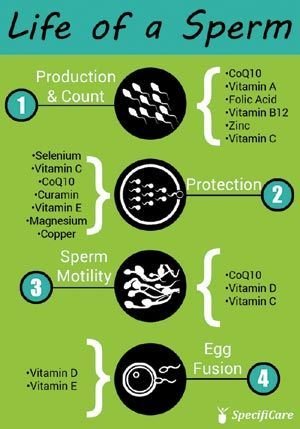 Life of a Sperm 