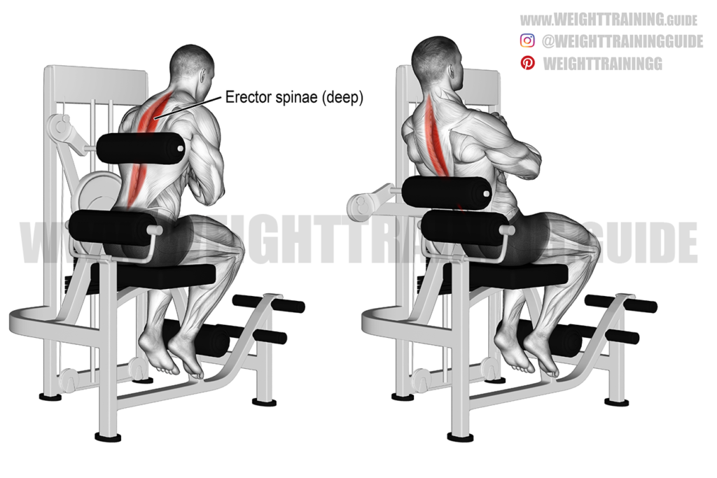 Back Workouts Machine