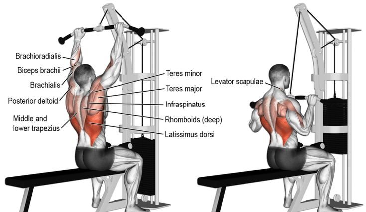 Effective back Workout for Beginners