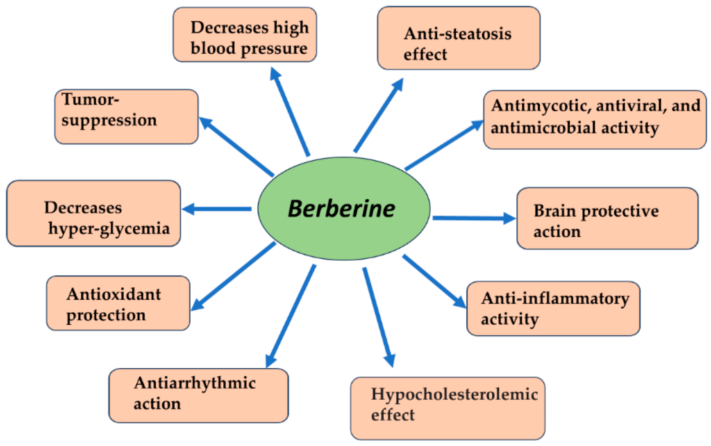 Berberine benefits