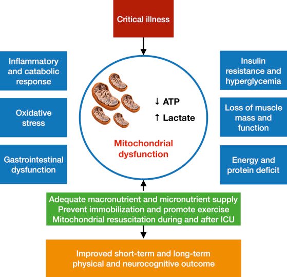 Mitochondria Supplement benefits for Cellular Health