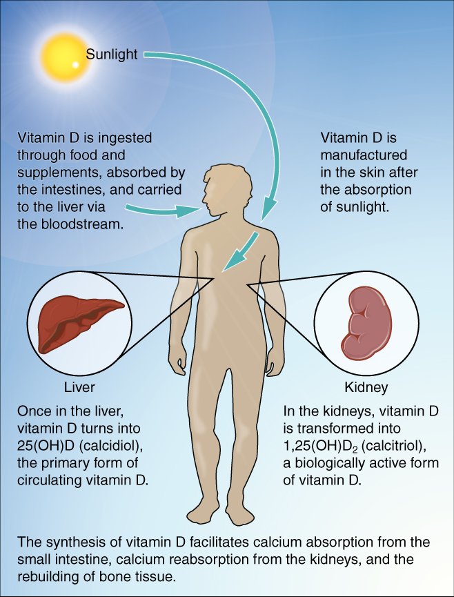 Vitamin D Benefits 