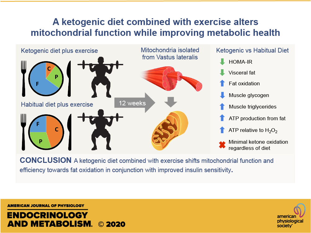 Mitochondria Supplement benefits for Cellular Health