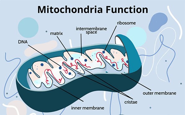 Best Mitochondria Supplement for Cellular Health